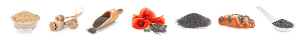 Collage Poppy Seeds Flowers Bun White Background —  Fotos de Stock