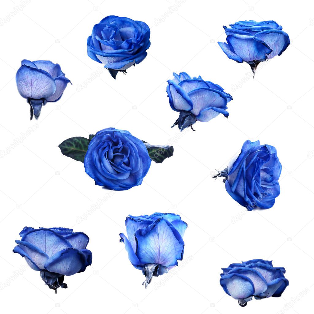 Blue roses on white background