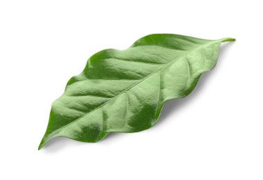 Beyaz arkaplanda yeşil kahve yaprağı