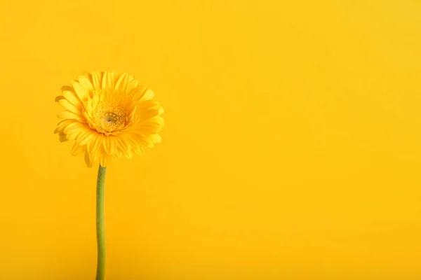 Gyönyörű Virág Színes Háttér — Stock Fotó