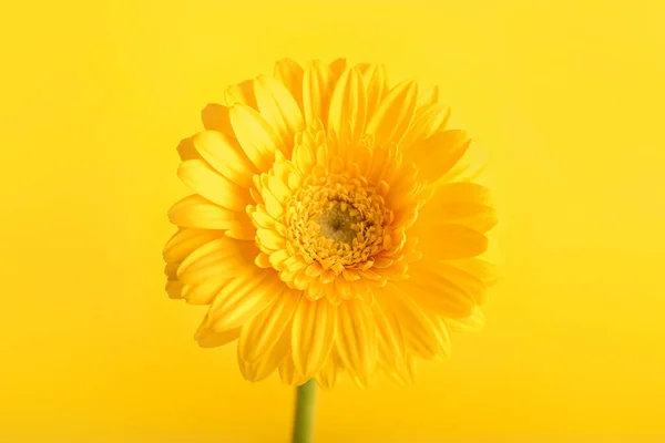 Renkli Arkaplanda Güzel Bir Çiçek — Stok fotoğraf