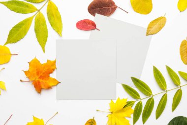 Beyaz arkaplanda boş kartlar ve sonbahar yaprakları
