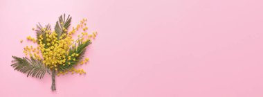 Renk arkaplanı üzerinde güzel çiçek açan mimoza dalları ve metin için boşluk