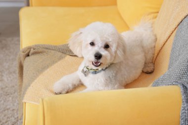 Odadaki şık koltukta şirin küçük köpek.