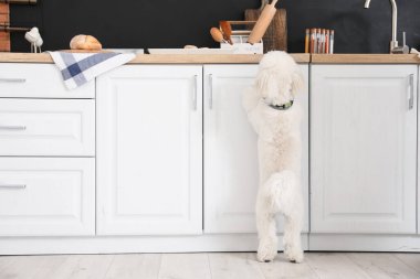 Mutfakta şirin küçük Bichon