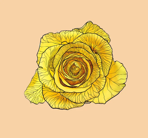 Rose Jaune Fraîche Sur Fond Beige — Photo