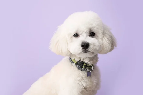 Niedliche Kleine Bichon Auf Farbigem Hintergrund — Stockfoto