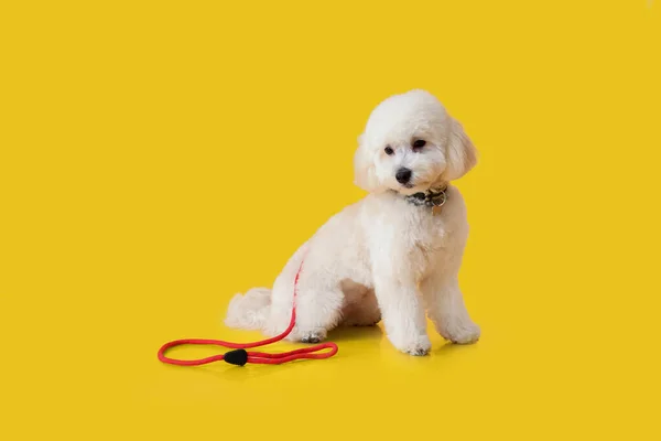 用彩色背景系上皮带的可爱的小狗 — 图库照片