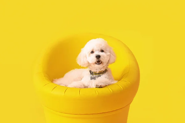 Stylowe Krzesło Cute Little Dog Tle Koloru — Zdjęcie stockowe