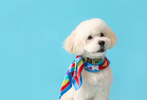 Cute Little Dog Scarf Color Background — Stock Photo, Image