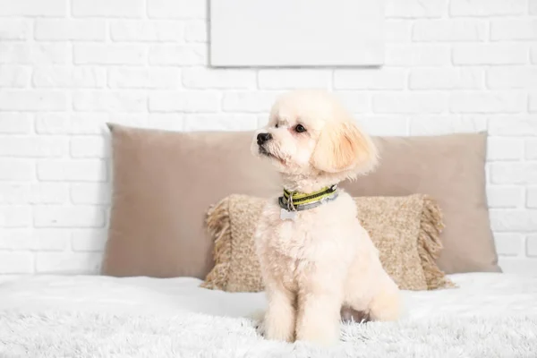 Bonito Pouco Bichon Cama Quarto — Fotografia de Stock