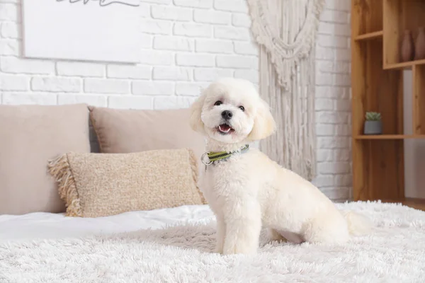 Cute Little Bichon Bed Room — Stock Photo, Image