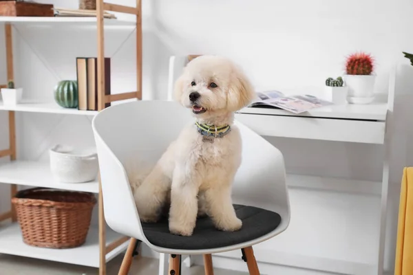 部屋の椅子にかわいい犬 — ストック写真