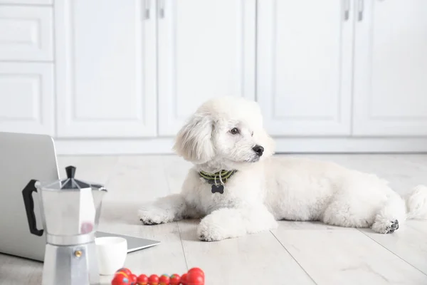 Cute Little Dog Laptop Kitchen — Stock Photo, Image