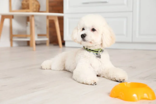 Cute little dog near bowl in kitchen