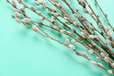 Renk arkaplanındaki söğüt dalları