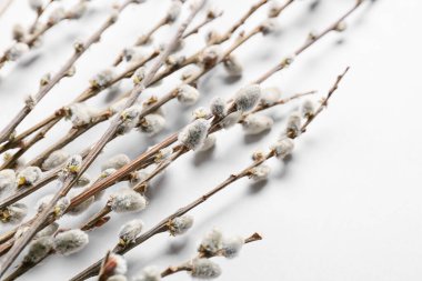 Işık arkaplanındaki söğüt dalları