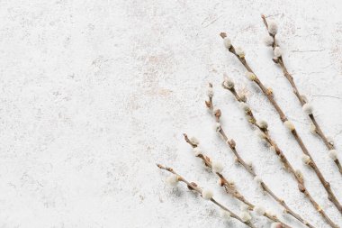 Işık arkaplanındaki söğüt dalları