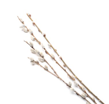 Beyaz arkaplanda söğüt dalları