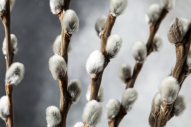 Gri arkaplanda söğüt dalları