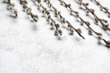 Işık arkaplanındaki söğüt dalları