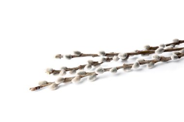 Beyaz arkaplanda söğüt dalları