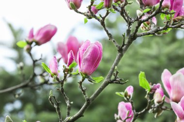 Gökyüzü arka planında çiçek açan manolya ağacı