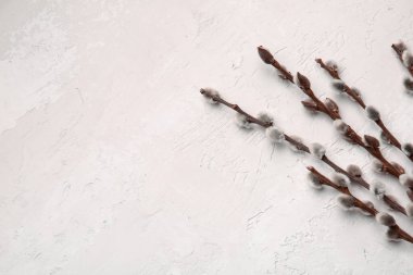 Işık arkaplanındaki söğüt dalları