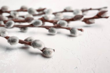 Işık arkaplanındaki söğüt dalları