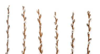 Beyaz arkaplanda söğüt dalları