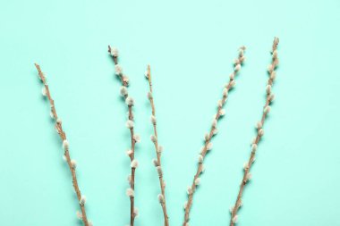 Renk arkaplanındaki söğüt dalları