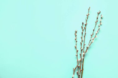 Renk arkaplanındaki söğüt dalları