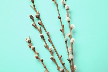 Renk arkaplanındaki söğüt dalları