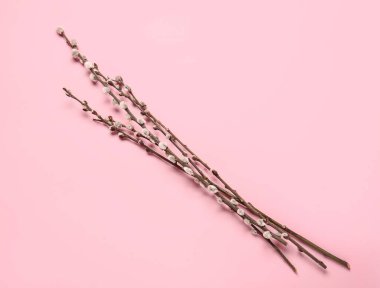 Renk arkaplanındaki söğüt dalları