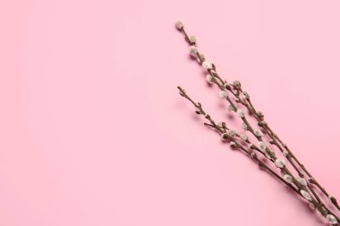 Renk arkaplanındaki söğüt dalları