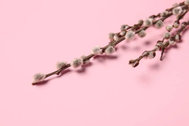 Renk arkaplanındaki söğüt dalları