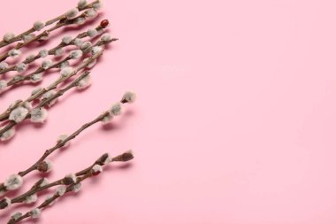 Renk arkaplanındaki söğüt dalları