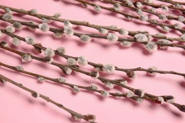 Renk arkaplanındaki söğüt dalları