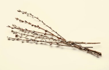 Işık arkaplanındaki söğüt dalları