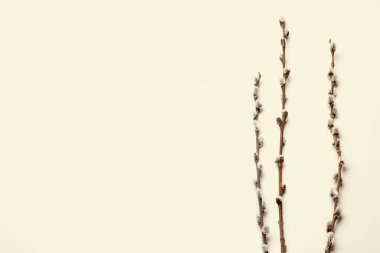 Işık arkaplanındaki söğüt dalları