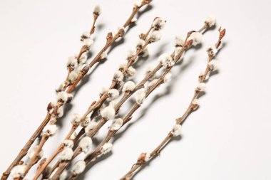 Işık arkaplanındaki söğüt dalları