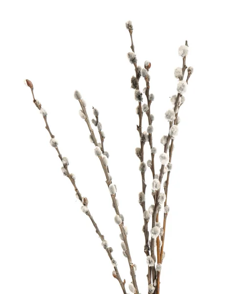 Willow Branches White Background — Stock Photo, Image