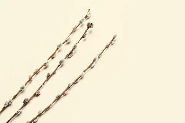 浅色背景的柳枝 — 图库照片