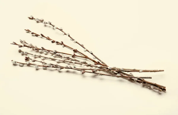 Cabang Willow Pada Latar Belakang Cahaya — Stok Foto