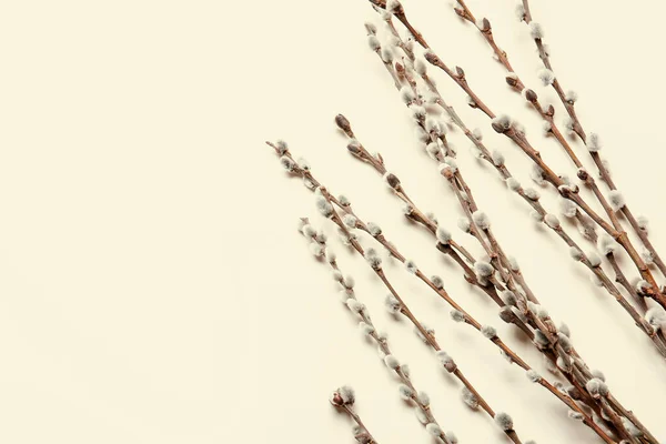 Willow Branches Light Background — Stock Photo, Image