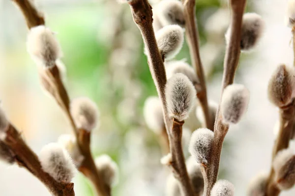 Beautiful Willow Branches Outdoors Closeup — Stock Photo, Image