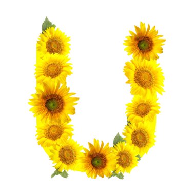 Beyaz arka planda güzel ayçiçeklerinden yapılmış U harfi.