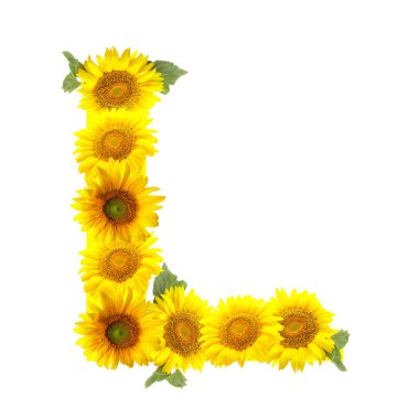 Beyaz arkaplanda güzel ayçiçeklerinden yapılmış L harfi.