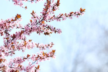 Gökyüzünde çiçek açan güzel ağaç dalları