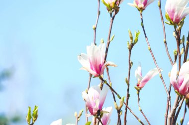 Gökyüzü arka planında çiçek açan manolya çiçeği, yakın plan